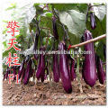 Super High Yield Hybrid F1 Purple Red Eggplant Seeds For Sale